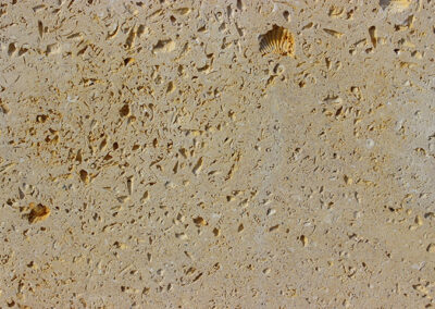 Shell Stone